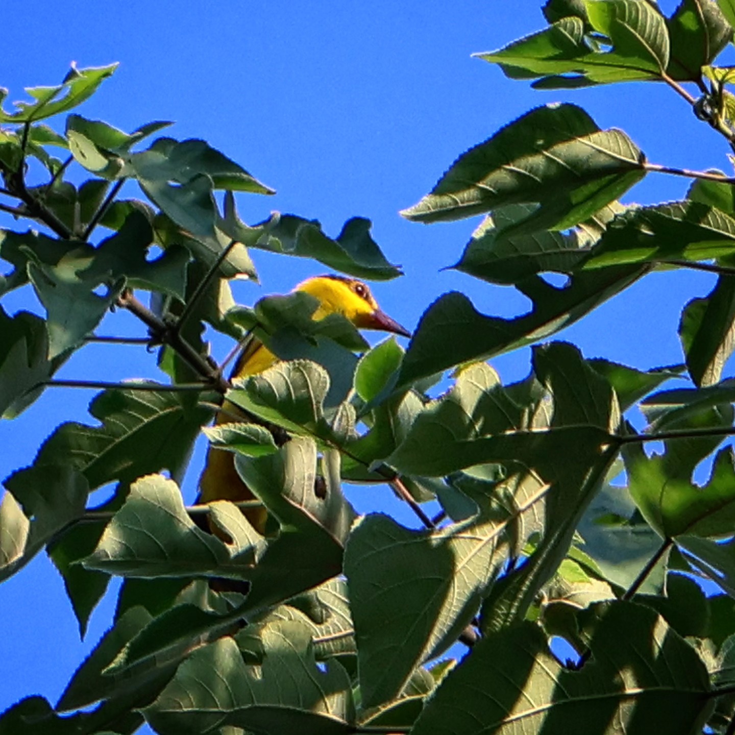 Black-naped Oriole (Oriolus chinensis)