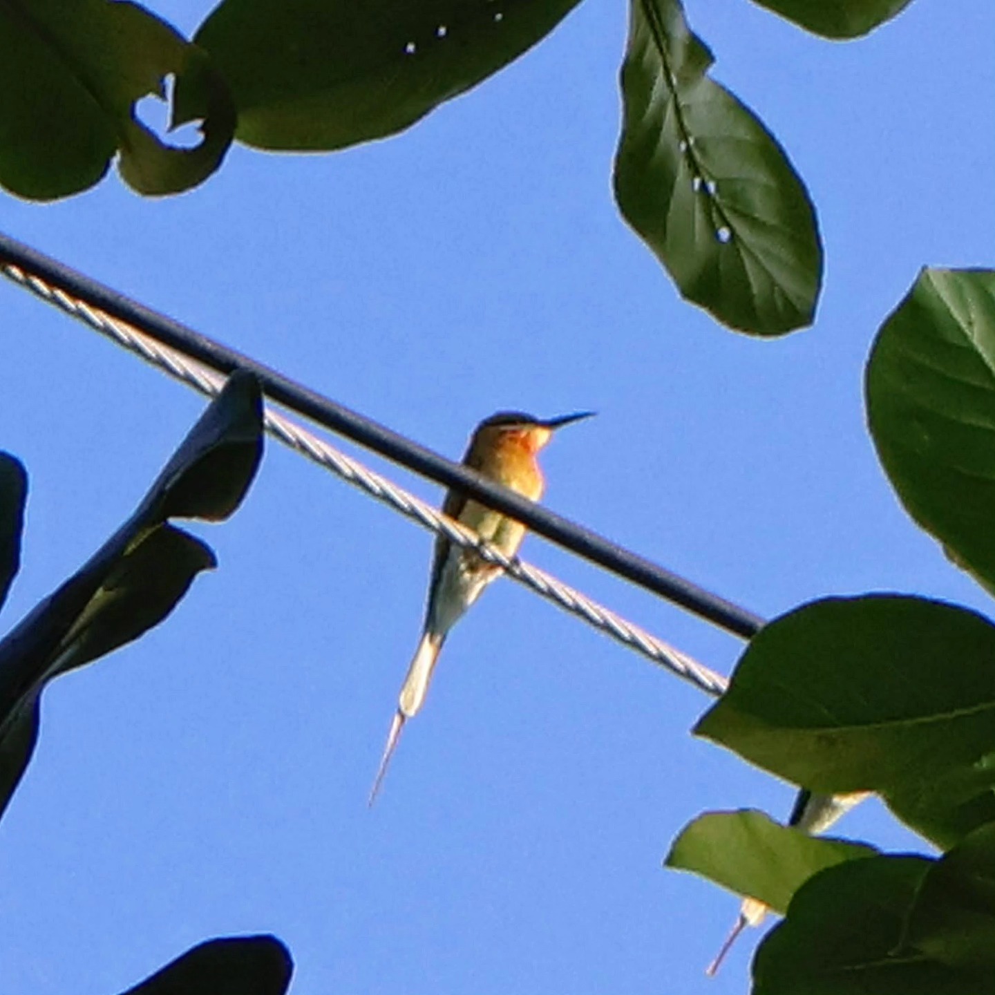 Blue-tailed Bee-eater (Merops philippinus)