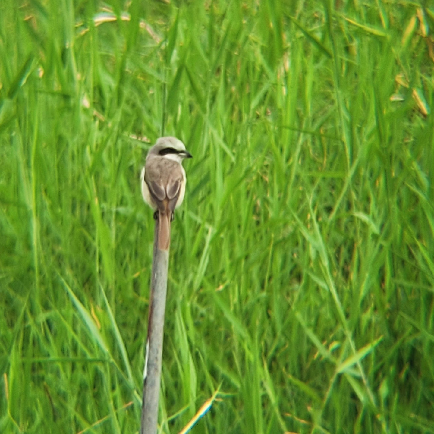 Brown Shrike (Lanius cristatus)