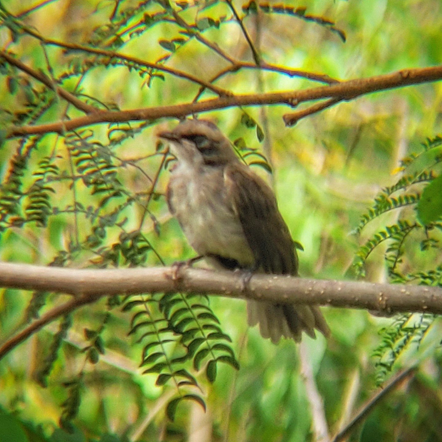 Yellow-vented Bulbul (Pycnonotus goiavier)